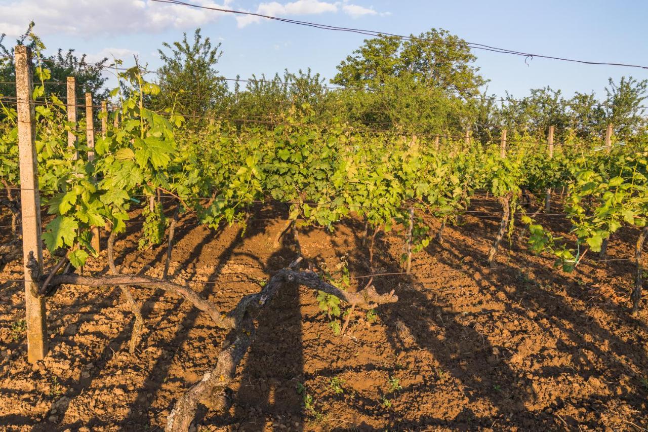 Village Wine House Mandicevac エクステリア 写真