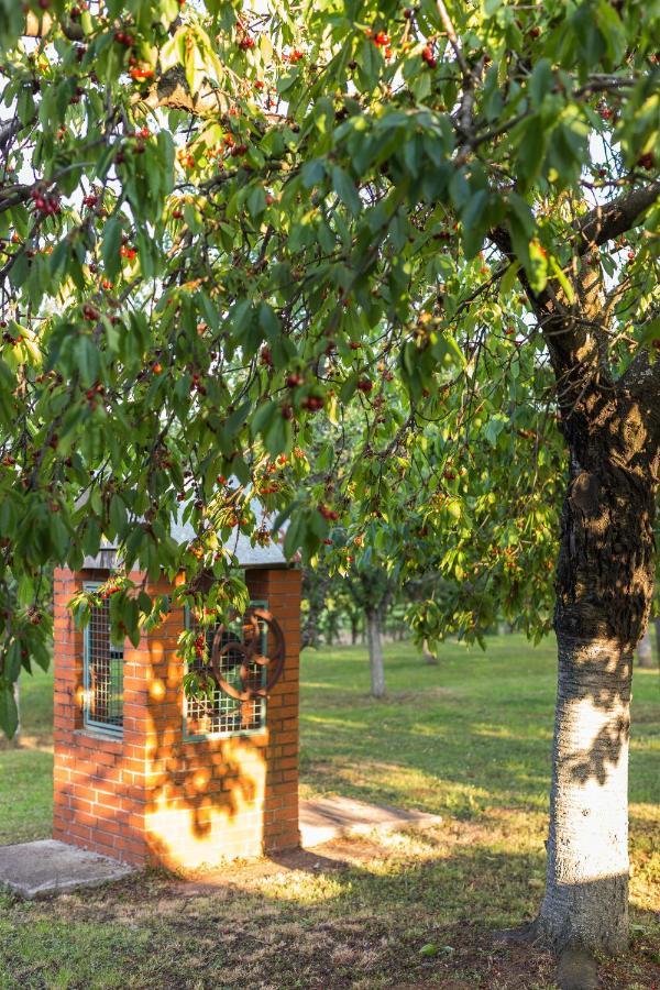 Village Wine House Mandicevac エクステリア 写真