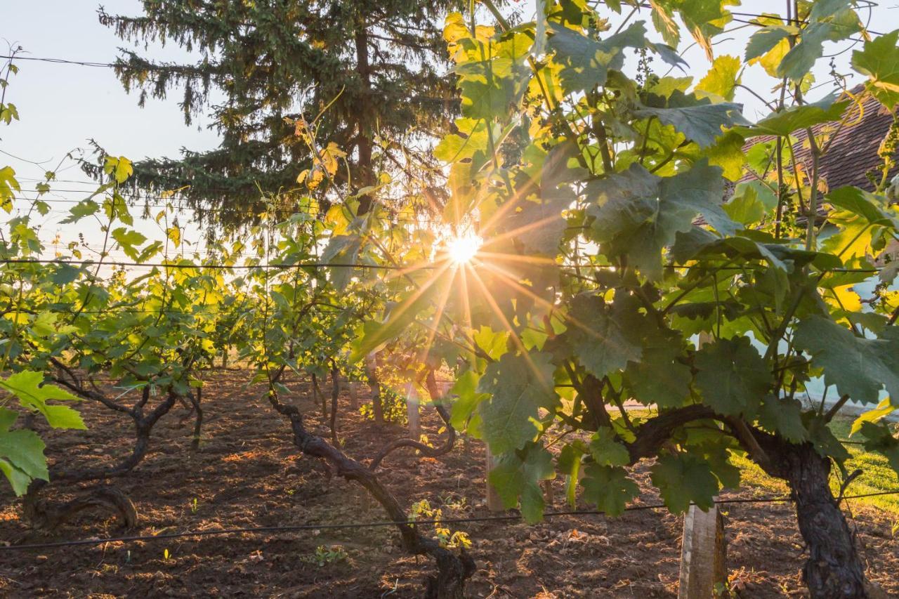 Village Wine House Mandicevac エクステリア 写真