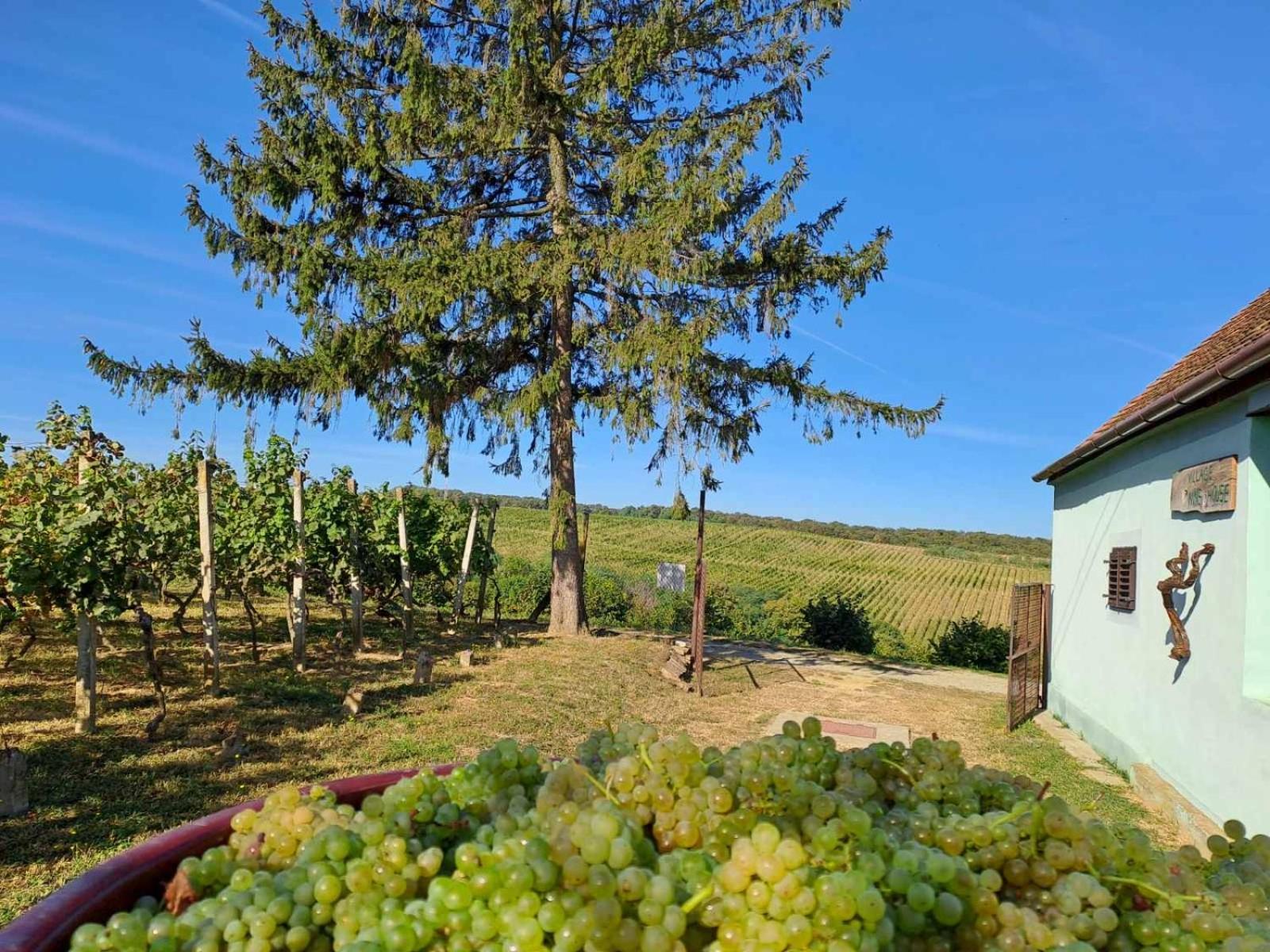 Village Wine House Mandicevac エクステリア 写真